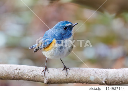 幸せの青い鳥、可愛いルリビタキ（ヒタキ科）。  日本国千葉県市川市、大町公園自然観察園にて。 202 114987144