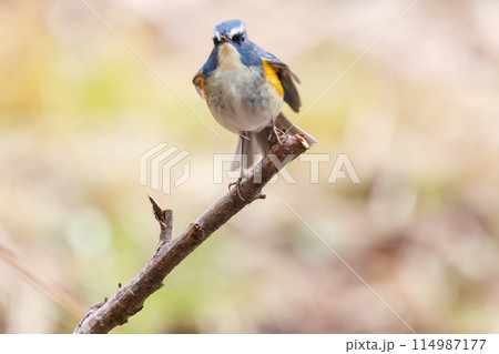 幸せの青い鳥、可愛いルリビタキ（ヒタキ科）。  日本国千葉県市川市、大町公園自然観察園にて。 202 114987177