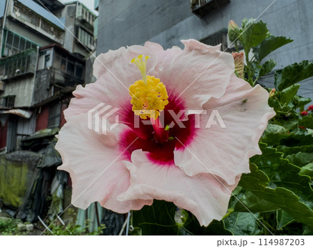 沖縄 オキナワ おきなわ 114987203