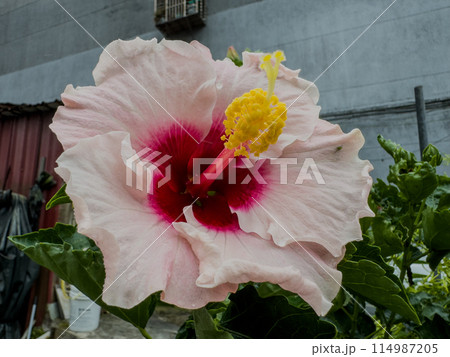 沖縄 オキナワ おきなわ 114987205