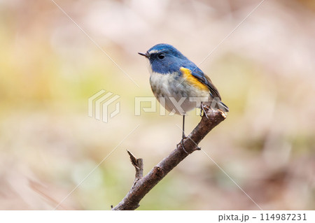 幸せの青い鳥、可愛いルリビタキ（ヒタキ科）。  日本国千葉県市川市、大町公園自然観察園にて。 202 114987231