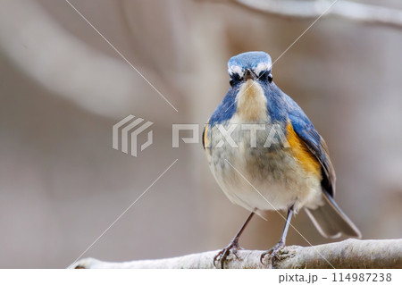 幸せの青い鳥、可愛いルリビタキ（ヒタキ科）。  日本国千葉県市川市、大町公園自然観察園にて。 202 114987238