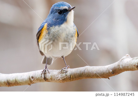 幸せの青い鳥、可愛いルリビタキ（ヒタキ科）。  日本国千葉県市川市、大町公園自然観察園にて。 202 114987245