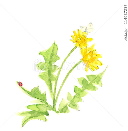 水彩で描いた2匹の蝶とてんとう虫とタンポポ のイラスト ハガキ素材【手描き】白バック 透過背景  114987257