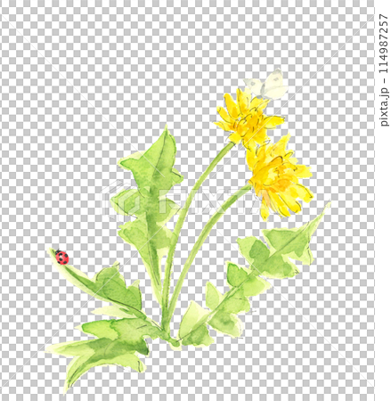 水彩で描いた2匹の蝶とてんとう虫とタンポポ のイラスト ハガキ素材【手描き】白バック 透過背景  114987257