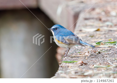 幸せの青い鳥、可愛いルリビタキ（ヒタキ科）。  日本国千葉県市川市、大町公園自然観察園にて。 202 114987261