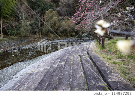 茨城県日立市　諏訪梅林内の鮎川 114987292
