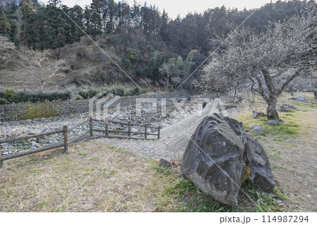 茨城県日立市 諏訪梅林 茨城県日立市 諏訪梅林 114987294