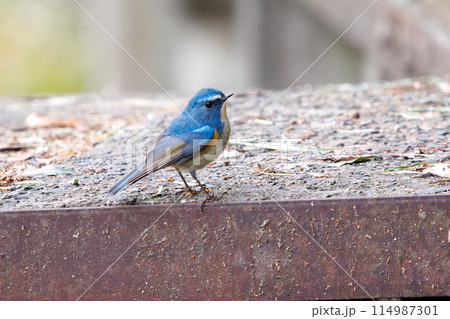 幸せの青い鳥、可愛いルリビタキ（ヒタキ科）。  日本国千葉県市川市、大町公園自然観察園にて。 202 114987301