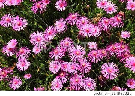 マツバキク マツバキク 114987329