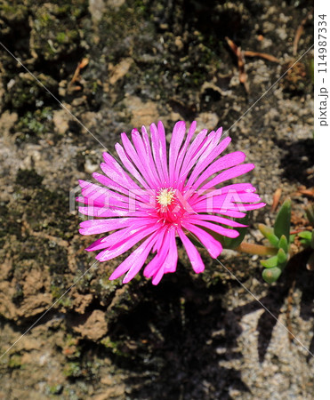 マツバキク マツバキク 114987334