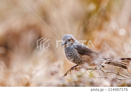 美しいヒヨドリ（ヒヨドリ科）。  日本国千葉県市川市、大町公園自然観察園にて。 2024年新春撮影。 114987378