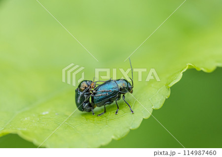 草の上で交尾するバラルリツツハムシ 草の上で交尾するバラルリツツハムシ 114987460