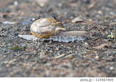 路上を這うカタツムリ（ナミマイマイ） 114987469