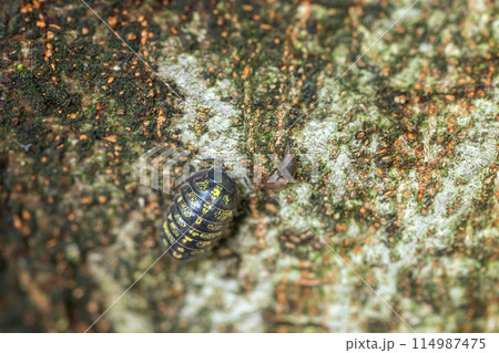 木の幹を這うダンゴムシ（オカダンゴムシ） 114987475