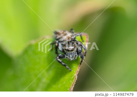 ハエトリグモ（ネコハエトリ　メス） 114987479