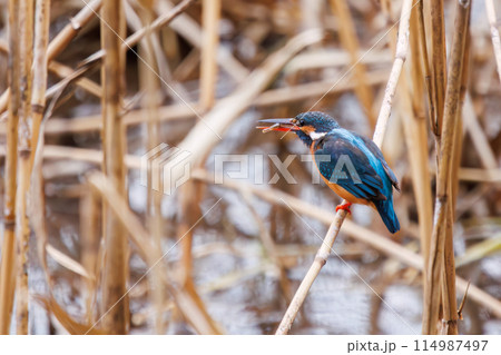 小魚を捕らえた可愛いカワセミ(カワセミ科)。 日本国千葉県市川市、大町公園自然観察園にて。 202 小魚を捕らえた可愛いカワセミ(カワセミ科)。 日本国千葉県市川市、大町公園自然観察園にて。 202 114987497
