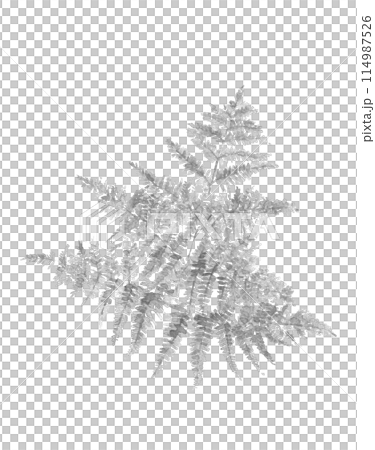 水墨画風水彩で描いた美しいワラビの葉のモノトーンイラスト【手描き】白バック 透過背景 114987526