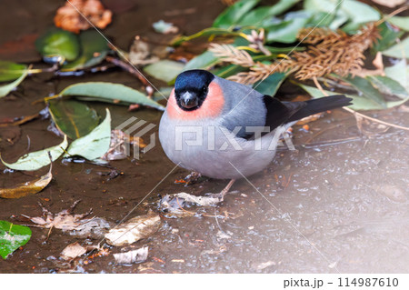 水を飲むため小川に下りた可愛いウソ（アトリ科）。  日本国千葉県市川市、大町公園自然観察園にて。 2 114987610