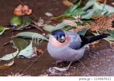 水を飲むため小川に下りた可愛いウソ（アトリ科）。  日本国千葉県市川市、大町公園自然観察園にて。 2 114987611