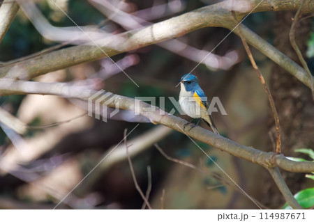 幸せの青い鳥、可愛いルリビタキ（ヒタキ科）。  日本国千葉県市川市、大町公園自然観察園にて。 202 114987671