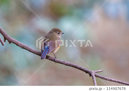 幸せの青い鳥、可愛いルリビタキ(ヒタキ科)。 日本国千葉県市川市、大町公園自然観察園にて。 202 幸せの青い鳥、可愛いルリビタキ(ヒタキ科)。 日本国千葉県市川市、大町公園自然観察園にて。 202 114987676