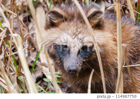 もふもふで可愛い子どものホンドタヌキ（イヌ科）。  日本国千葉県市川市、大町公園自然観察園にて。 2 114987750