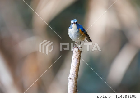 幸せの青い鳥、可愛いルリビタキ（ヒタキ科）。  日本国千葉県市川市、大町公園自然観察園にて。 202 114988109