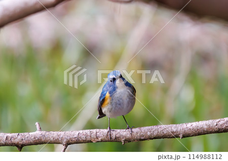 幸せの青い鳥、可愛いルリビタキ(ヒタキ科)。 日本国千葉県市川市、大町公園自然観察園にて。 202 幸せの青い鳥、可愛いルリビタキ(ヒタキ科)。 日本国千葉県市川市、大町公園自然観察園にて。 202 114988112