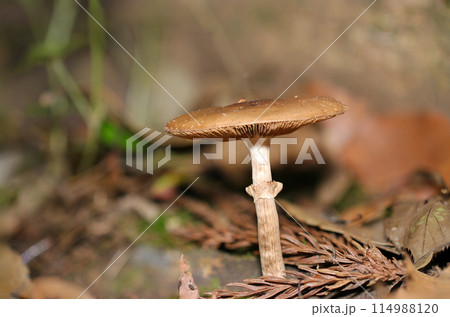 綺麗な傘を広げる茶褐色のツチナメコの横姿（自然光＆ストロボ・マクロレンズ接写） 114988120
