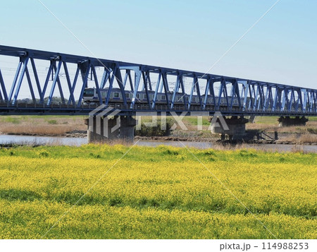 常磐線と菜の花畑（茨城県日立市菜の花緑地公園） 114988253