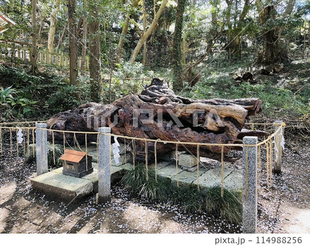 開運「泉龍木」（茨城県日立市泉神社） 114988256