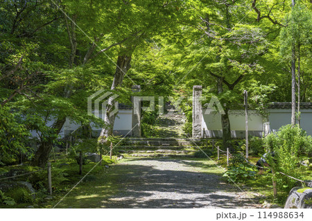 京都　葉室山淨住寺　本堂へと続く石段 114988634
