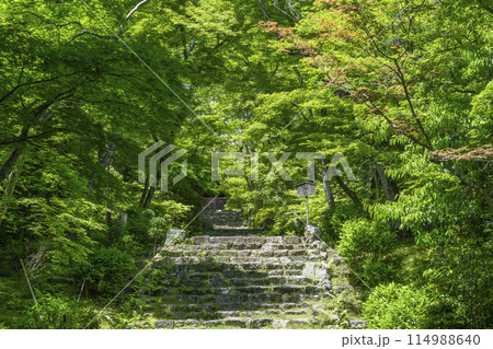 京都　葉室山淨住寺　本堂へと続く石段 114988640