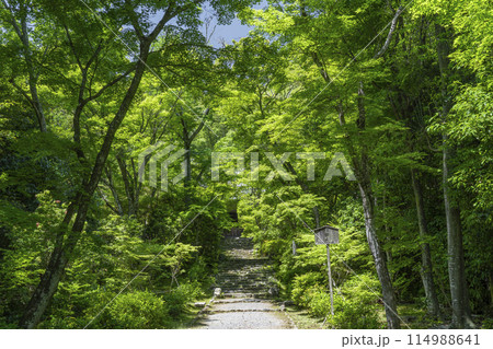京都 葉室山淨住寺 本堂へと続く石段 京都 葉室山淨住寺 本堂へと続く石段 114988641
