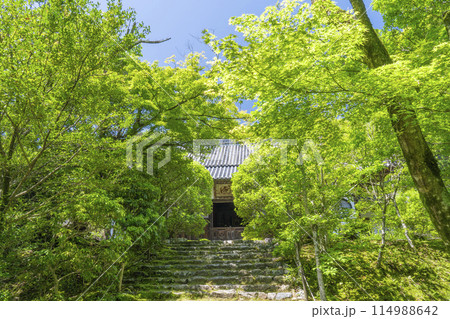 京都 葉室山淨住寺 本堂へと続く石段 京都 葉室山淨住寺 本堂へと続く石段 114988642
