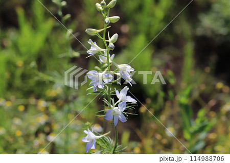 春の庭に咲く薄紫色のチドリソウの花 114988706