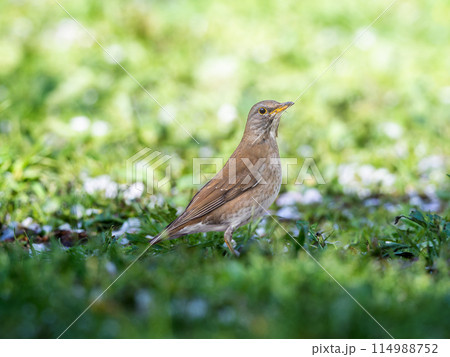 地面を歩くシロハラ 114988752