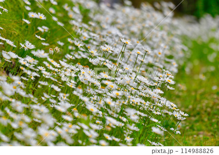 野に咲く満開のマーガレット 114988826
