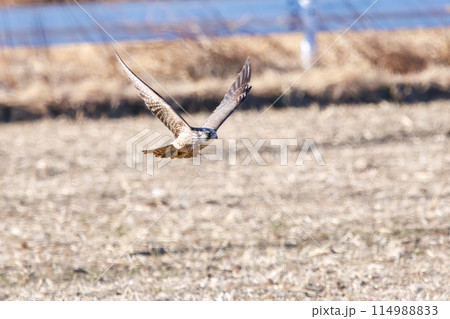 狩りのために飛翔する美しいウスハヤブサ（ハヤブサ科）。  日本国栃木県栃木市、渡良瀬遊水地にて。 ラ 114988833