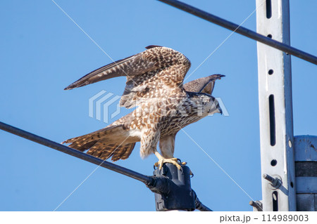 羽繕いをする美しいウスハヤブサ（ハヤブサ科）。  日本国栃木県栃木市、渡良瀬遊水地にて。 ラムサール 114989003