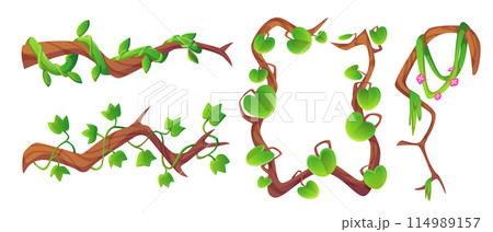 Long liana vine and rectangular frame Long liana vine and rectangular frame 114989157