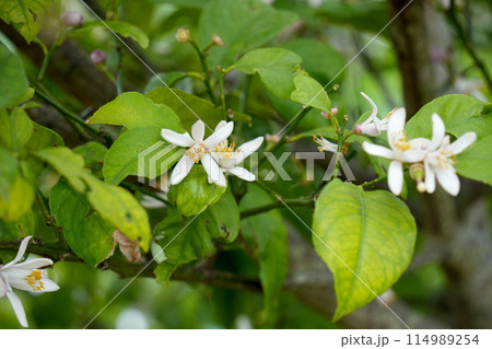 檸檬の花 檸檬の花 114989254
