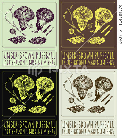 Set of vector drawing UMBER-BROWN PUFFBALL in various colors. Hand drawn illustration. The Latin name is LYCOPERDON UMBRINUM PERS. Set of vector drawing UMBER-BROWN PUFFBALL in various colors. Hand drawn illustration. The Latin name is LYCOPERDON UMBRINUM PERS. 114989270