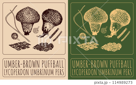 Vector drawing UMBER-BROWN PUFFBALL. Hand drawn...のイラスト素材 [114989273 ...