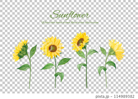 向日葵花卡通 114989382