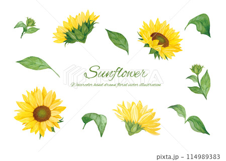 水彩で描いたひまわりのカットイラスト素材 114989383