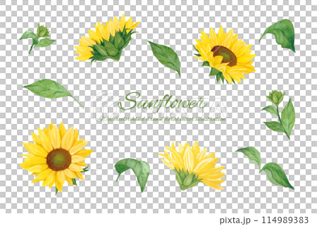水彩で描いたひまわりのカットイラスト素材 114989383