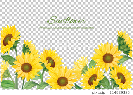 水彩で描いたひまわりの背景素材 水彩で描いたひまわりの背景素材 114989386