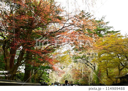春の角館武家屋敷 春の角館武家屋敷 114989488